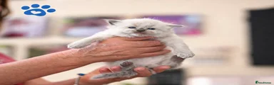 Ragdoll Kitten 3