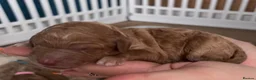 Goldendoodle dogs for sale:  Multigenerational Standard goldendoodle puppies - Advert 8