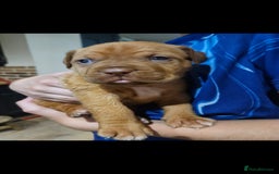 Dogue De Bordeaux dogs for sale: Dogue de bordeaux puppiesgor sale - Image 4