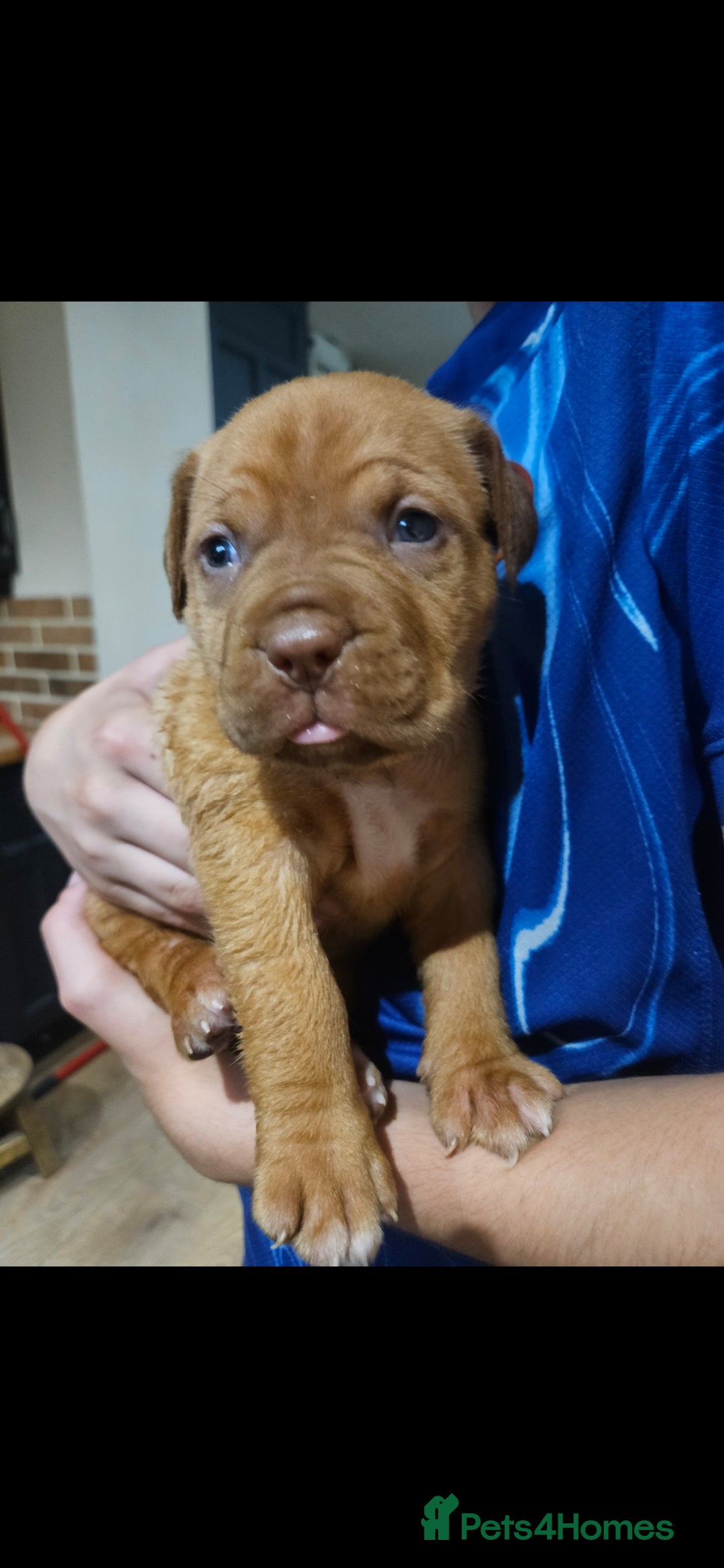 Dogue De Bordeaux dogs for sale: Dogue de bordeaux puppiesgor sale - Image 4