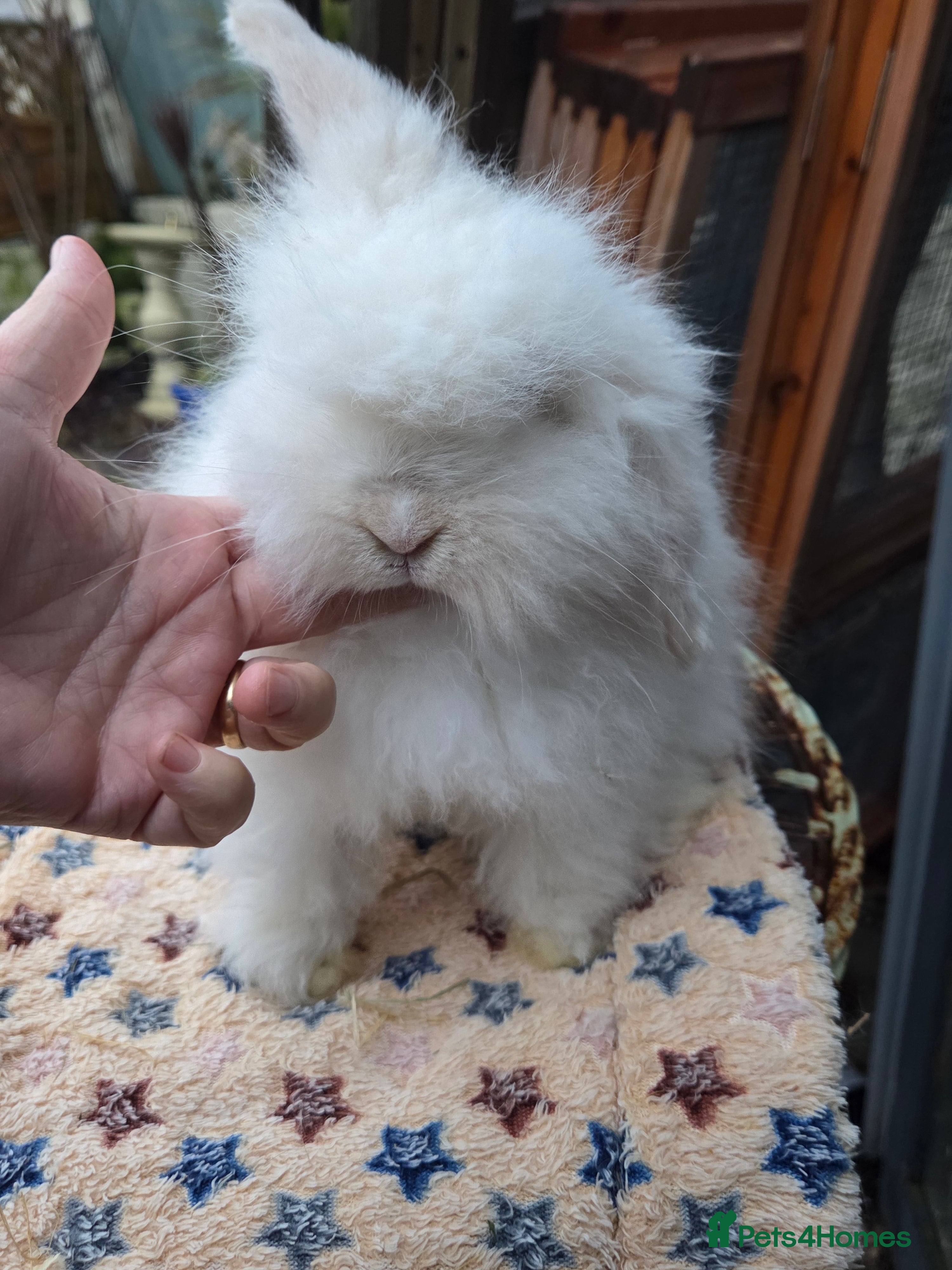 Mini Lion Lop rabbits  Male teddywidder bunnies  - Advert 5