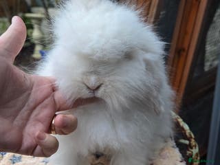 Mini Lion Lop rabbits Male teddywidder bunnies - Advert 5