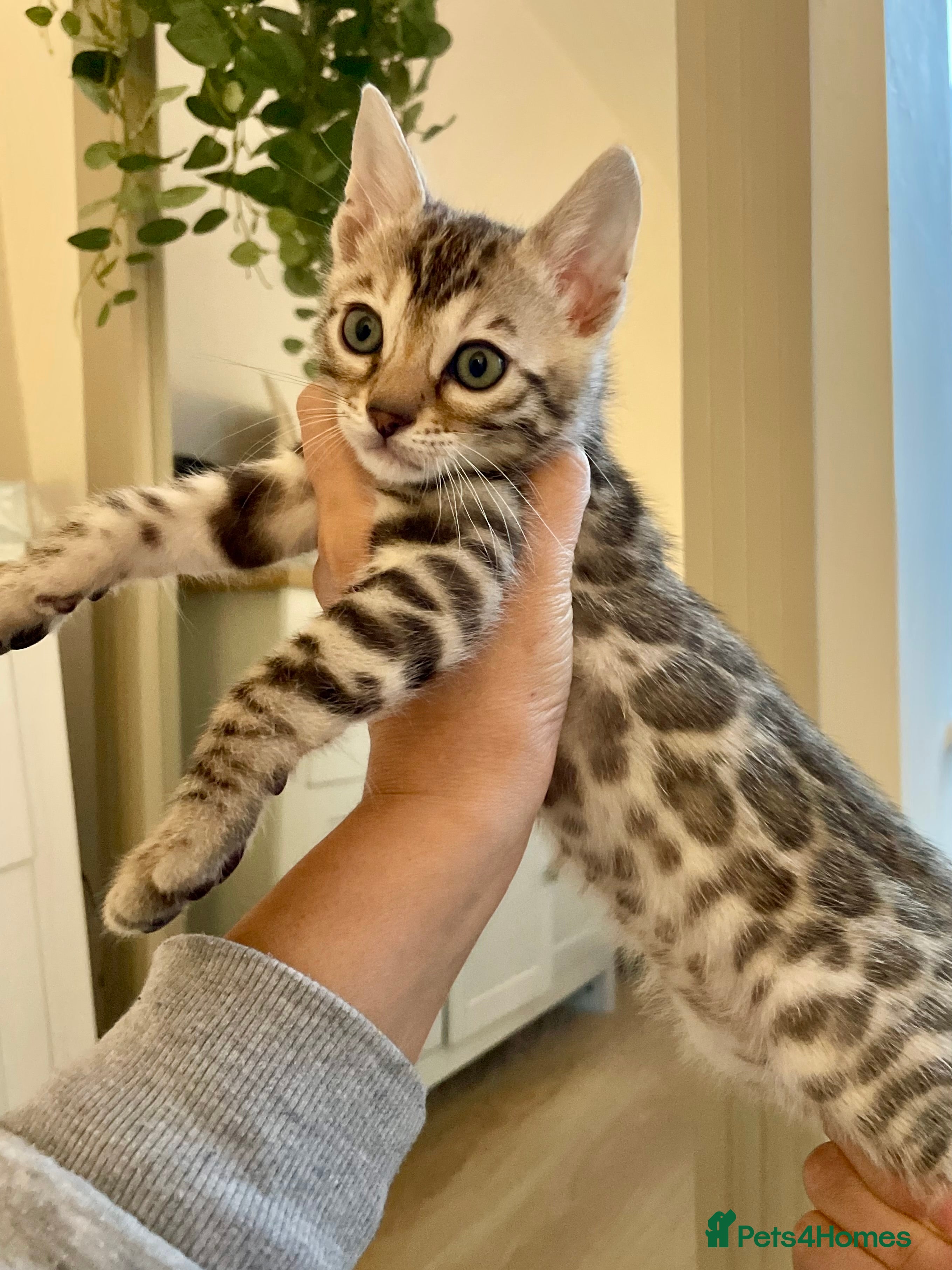 Bengal cats 🥇🏆Snow/Silver/Brown Pedigree Tica Bengals🏆🥇 - Advert 1