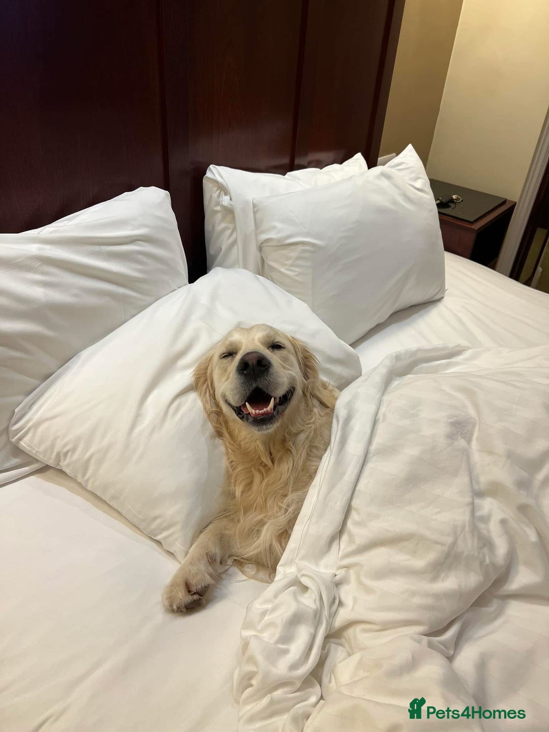 Golden Retriever dogs for stud: Fully health tested therapy dog  - Image 36