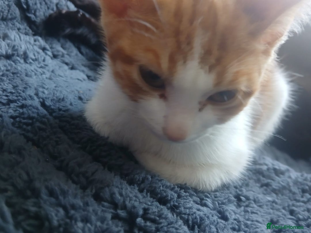 Domestic Shorthair cats for sale: 🐾 9 Beautiful Kittens - Image 18