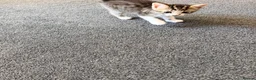 Domestic Shorthair cats for sale: Two lovely kittens looking for their forever homes - Advert 11