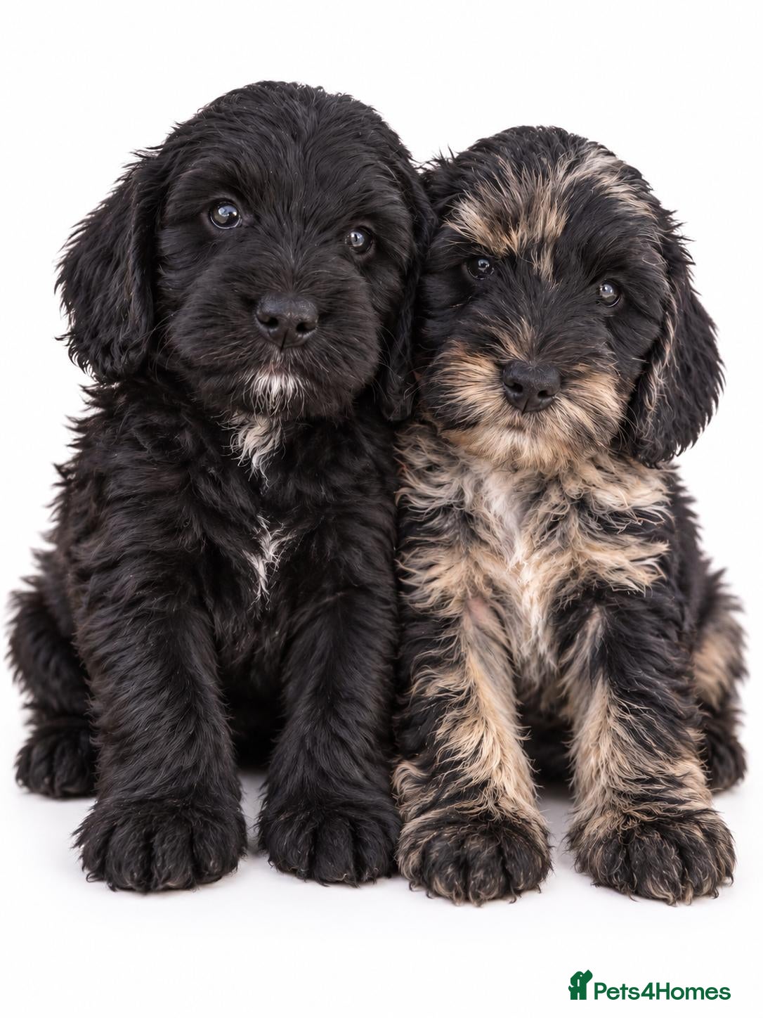 Cockapoo dogs for sale: Beautiful f1 cockapoo puppies - Advert 1