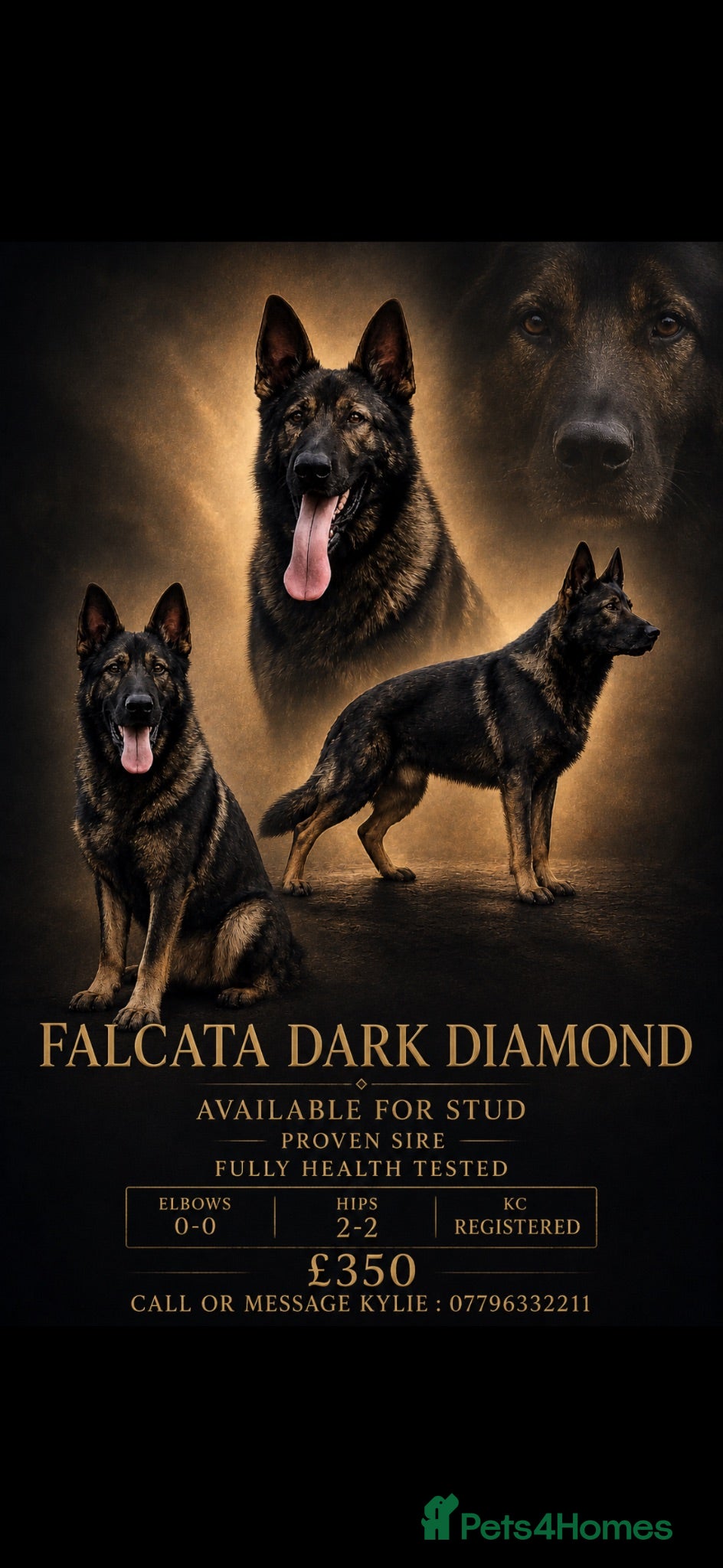 German Shepherd dogs German shepherd stud fully health tested  - Advert 1
