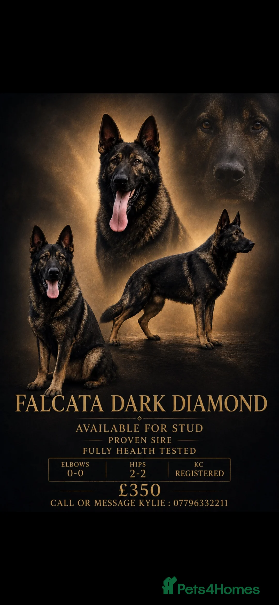 German Shepherd dogs for stud: German shepherd stud fully health tested  - Advert 1