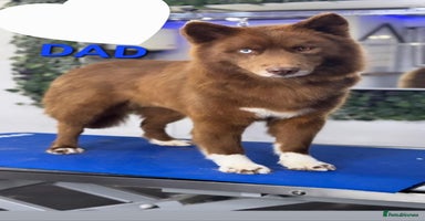 Siberian Husky dogs - Advert 2