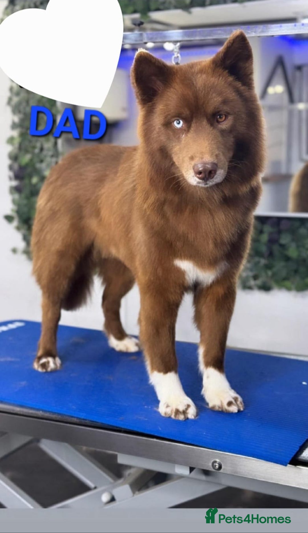 Siberian Husky dogs for sale: ready to go Wooly Siberian Husky - Image 9