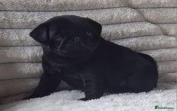 Pug dogs for stud: Kc registered tiny black pug for stud - Image 8