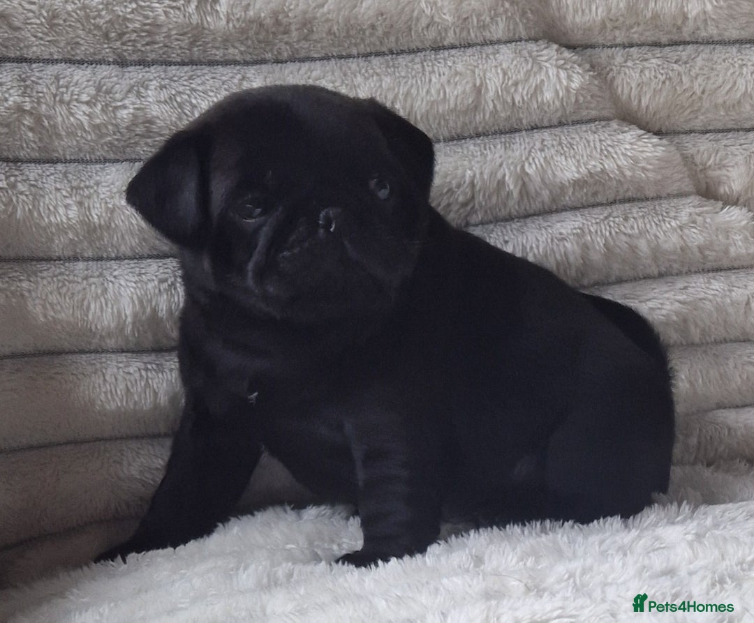 Pug dogs for stud: Kc registered tiny black pug for stud - Image 8