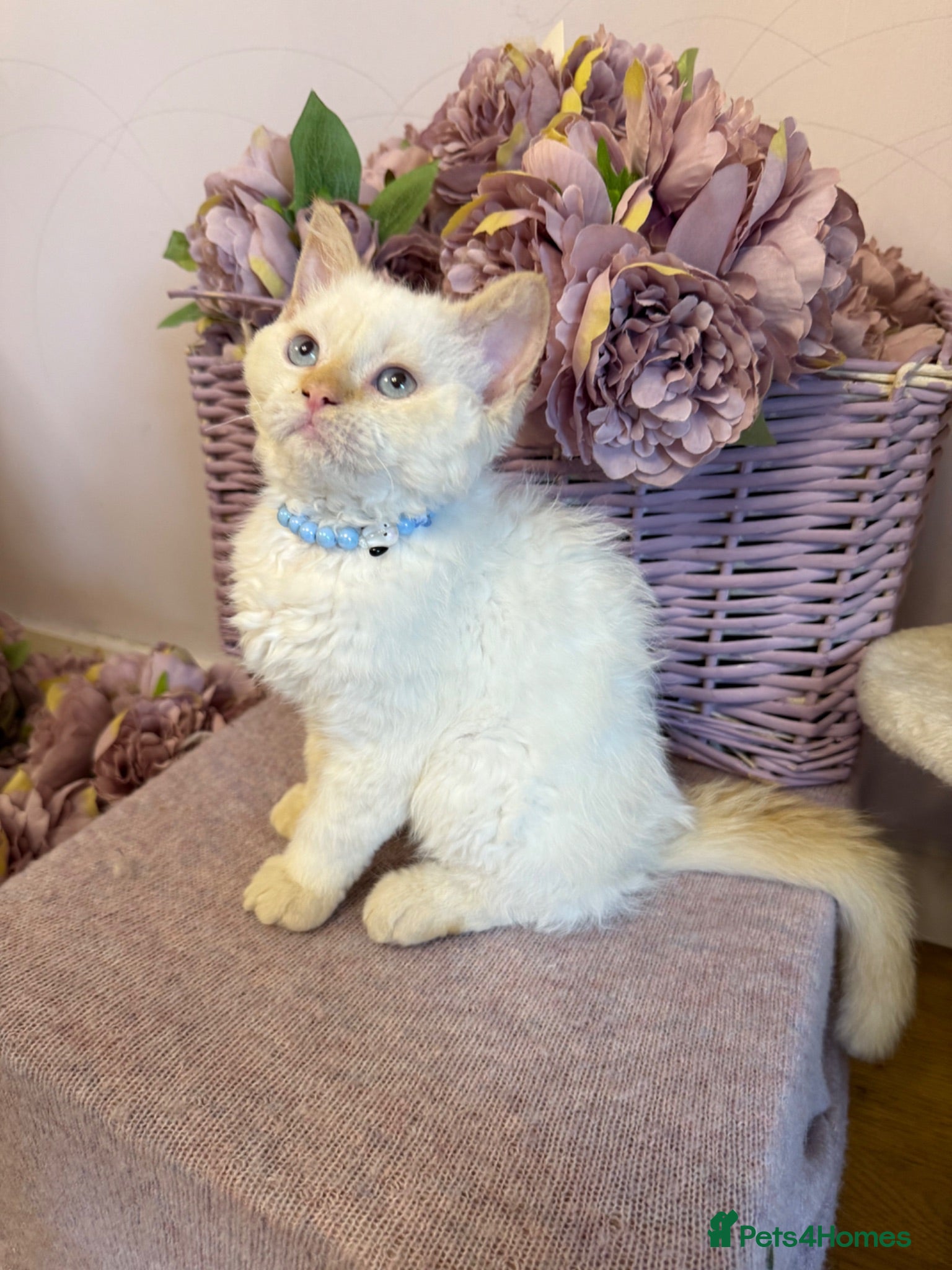 Selkirk Rex cats One Selkirk rex kitten left!!! REDUCED!!! - Advert 7