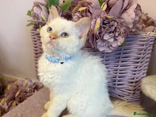 Selkirk Rex cats One Selkirk rex kitten left!!! REDUCED!!! - Advert 7