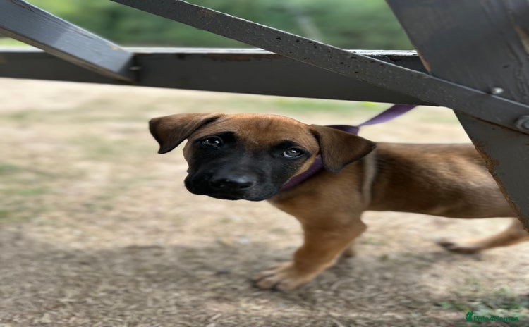 Mixed Breed dogs - Advert 13