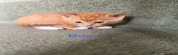 Mixed Breed cats for sale: 3 beautiful kittens looking for a loved homes - Advert 4
