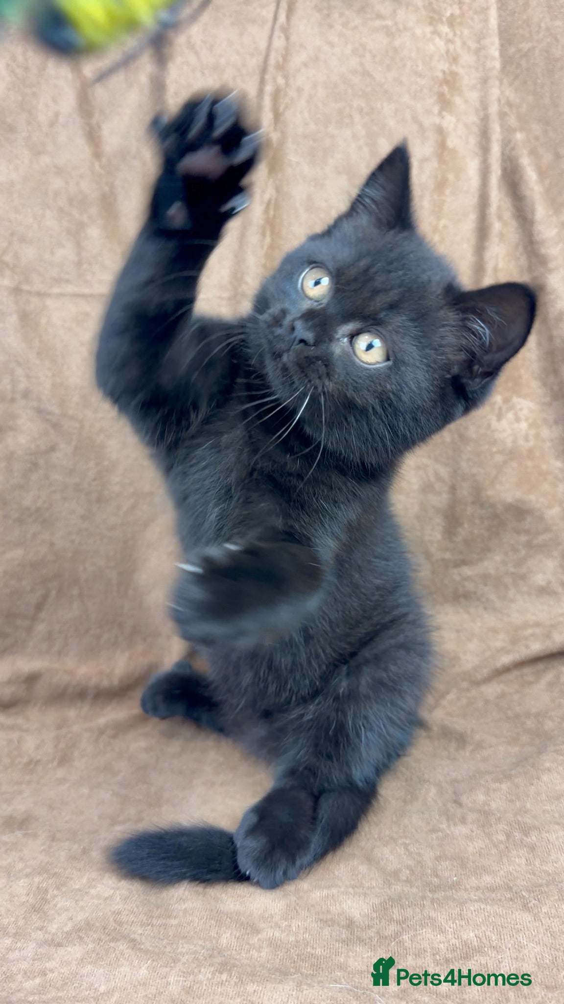British Shorthair cats Health tested GCCF British Shorthair male  - Advert 2