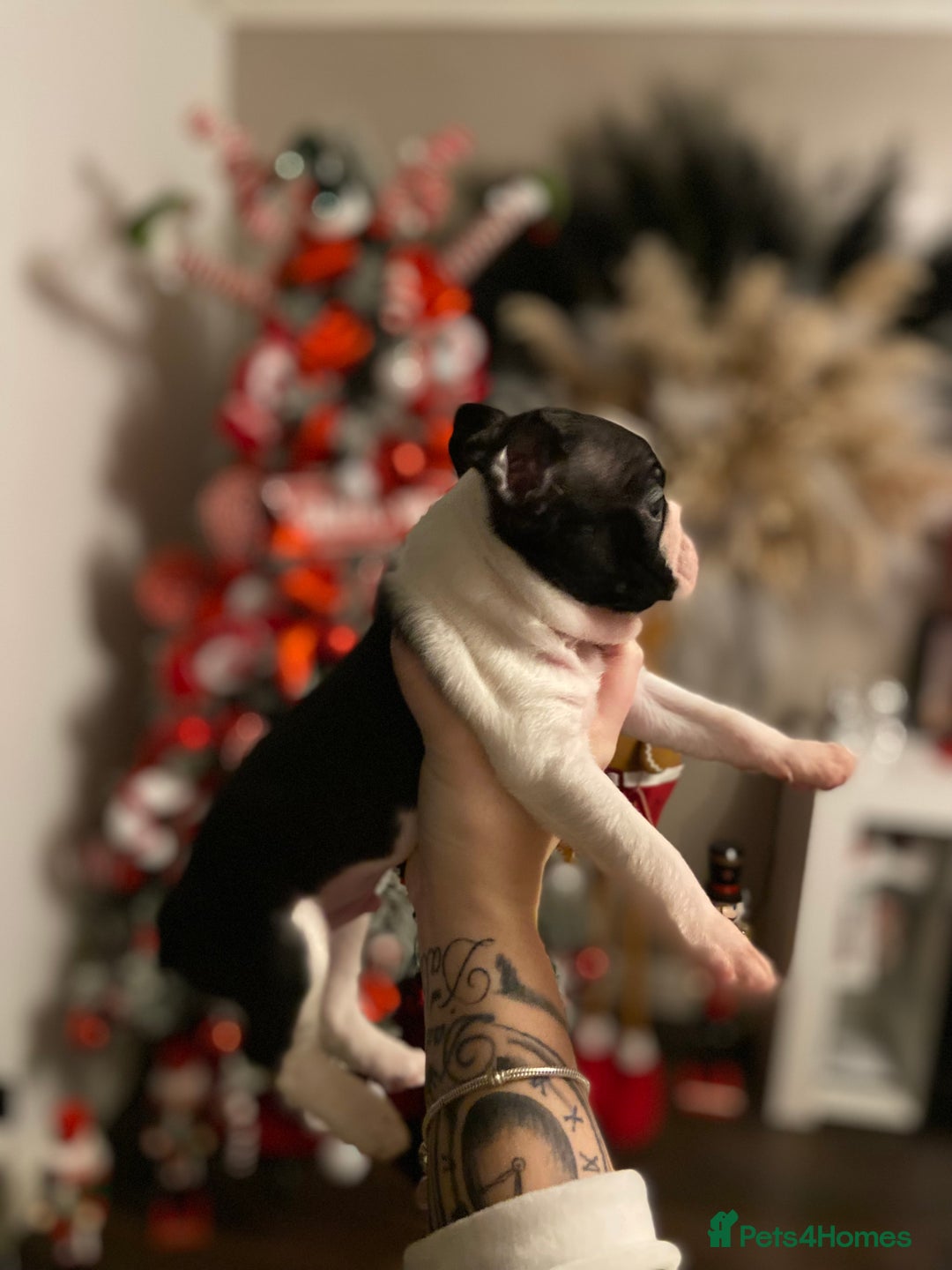 Boston Terrier dogs for sale: Kc reg Boston’s  - Advert 4