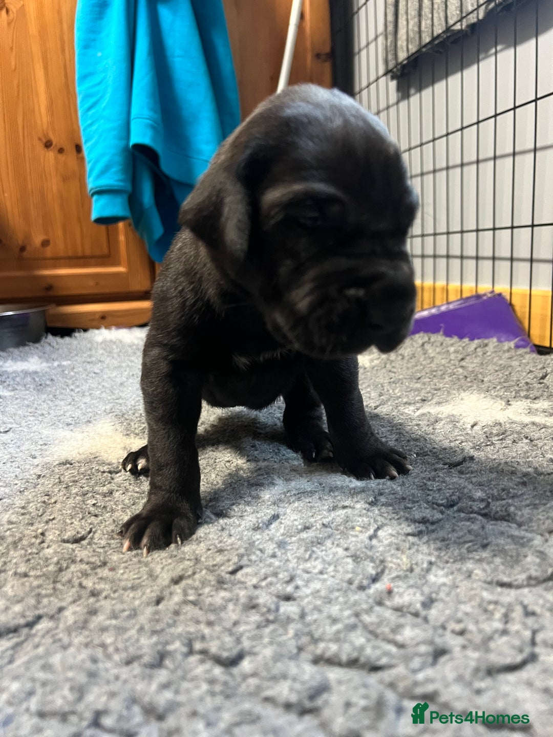 Great Dane dogs for sale: Great Dane pups our own 4th Generation  - Image 27