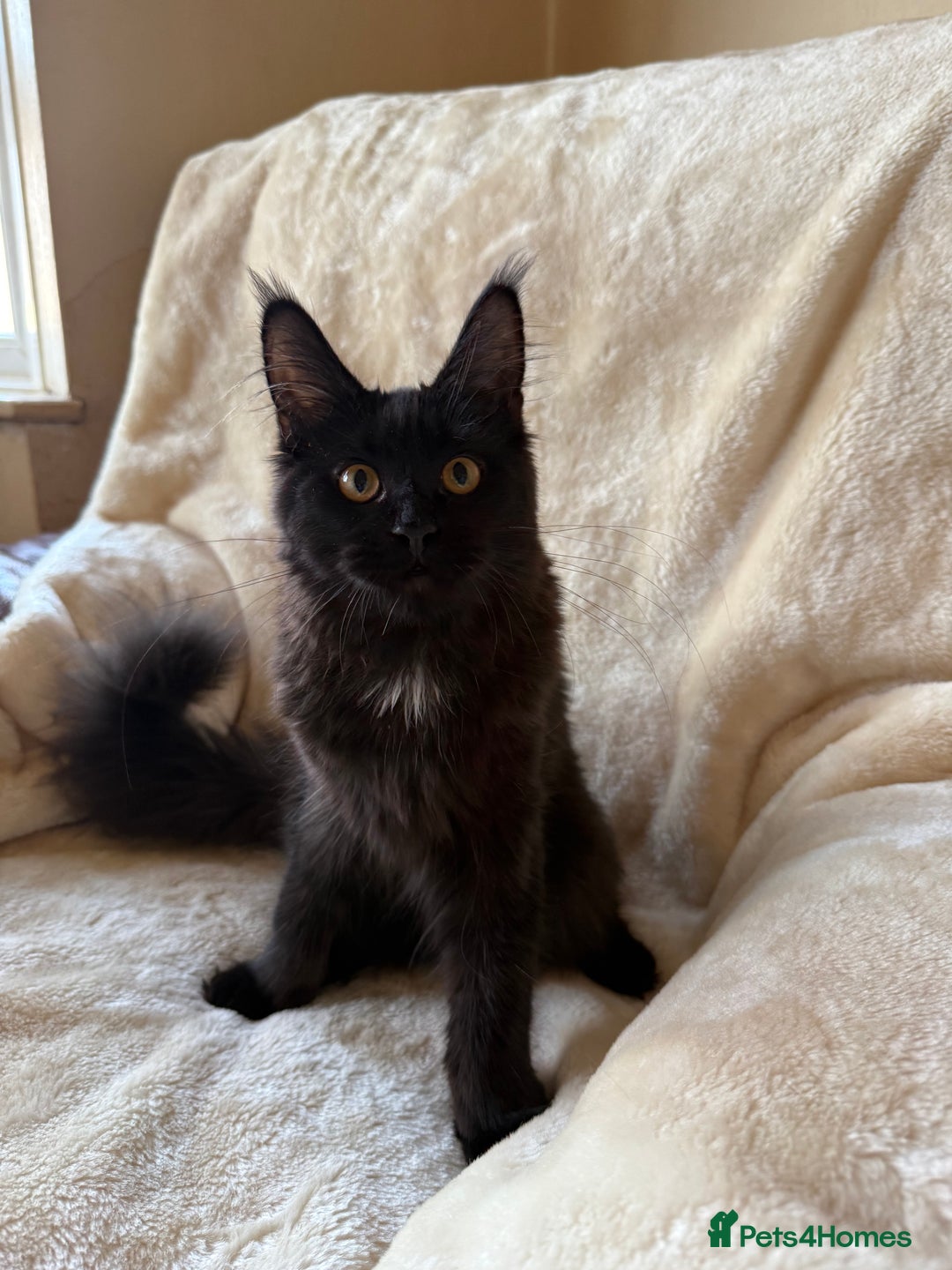 Maine Coon cats for sale: Pedigree GCCF Russian Import line Maine Coons - Advert 3