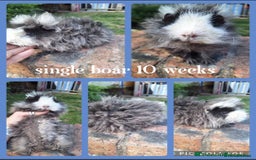 Guinea Pig rodents for sale: Gorgeous friendly boars Swiss /Minipli  - Image 3