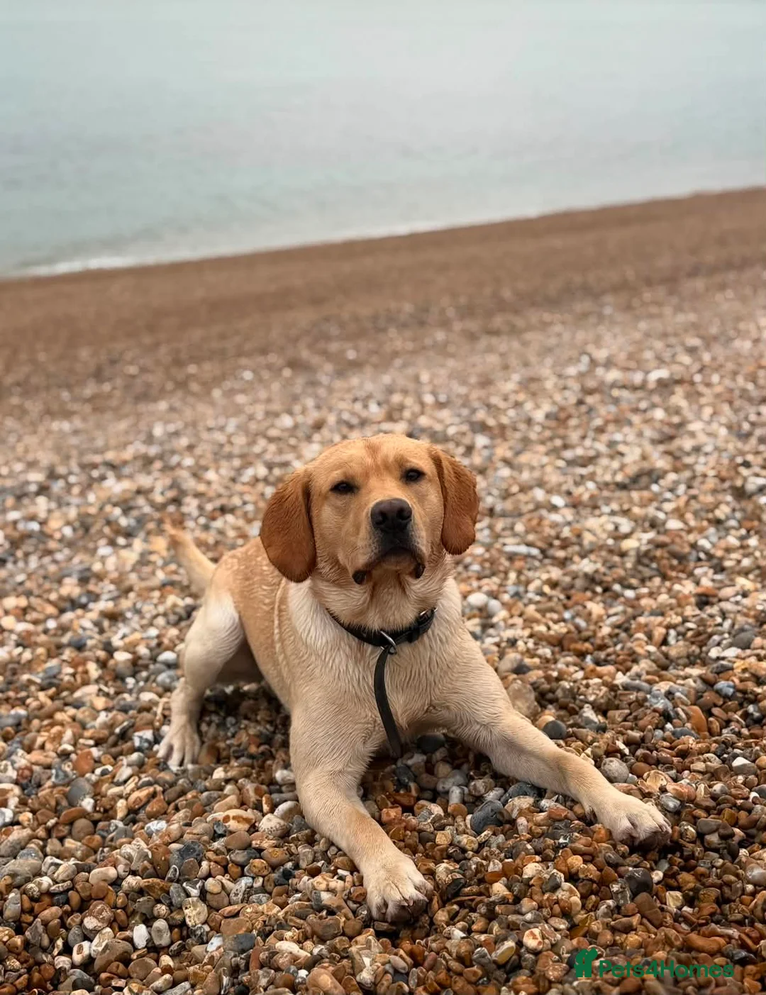 Labrador Retriever dogs for sale: Beautiful Labrador Puppies – Yellow & Fox Red in Crewkerne - Advert 29