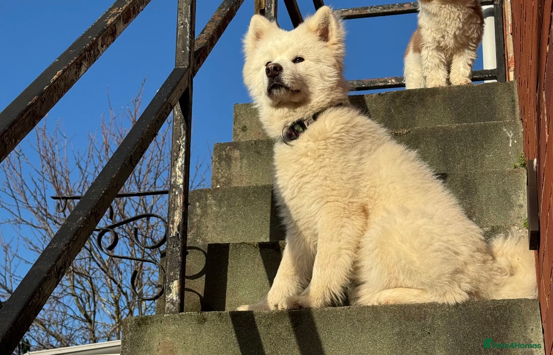 Samoyed dogs for sale: 1-year Samoyed - Advert 5
