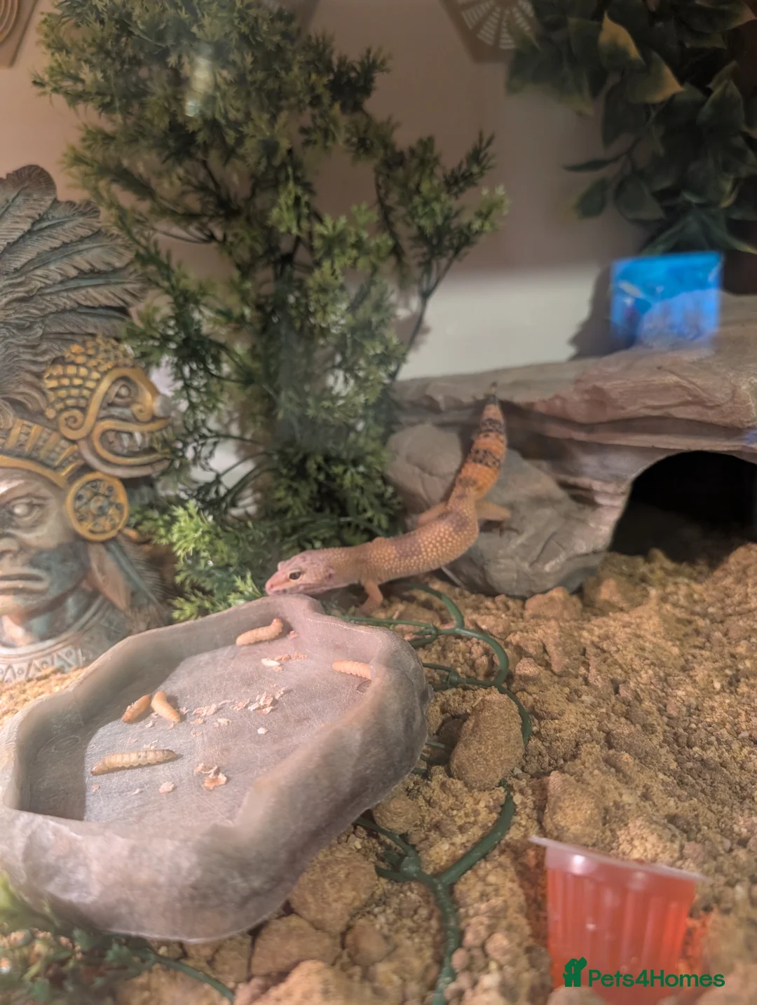 Gecko reptiles for sale: Gecko - Advert 2