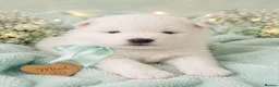 Samoyed dogs for sale: Baby coming  - Advert 2