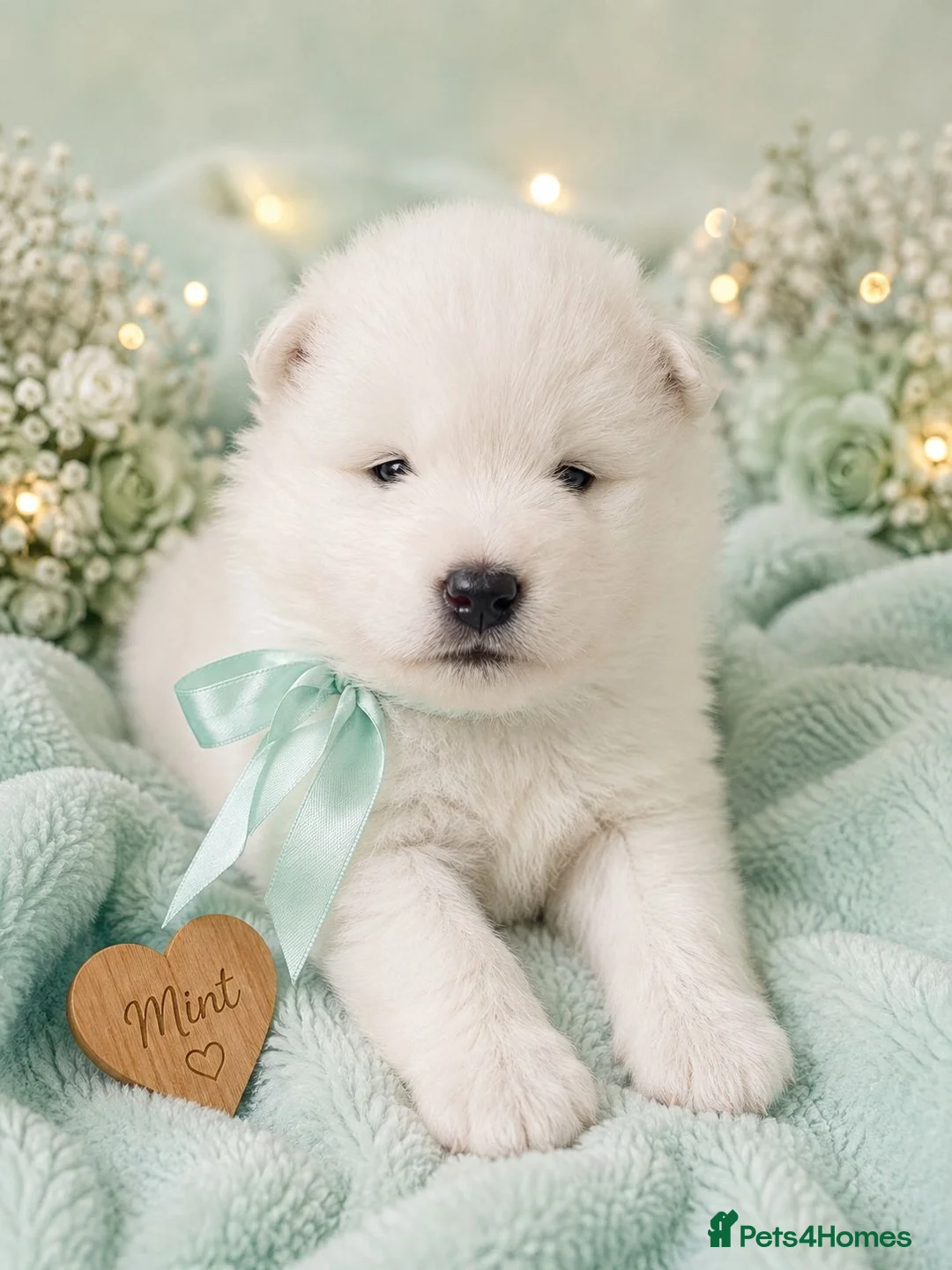 Samoyed dogs for sale: Baby coming  - Advert 2