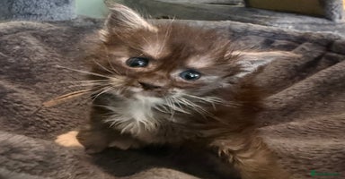 Maine Coon cats - Advert 16