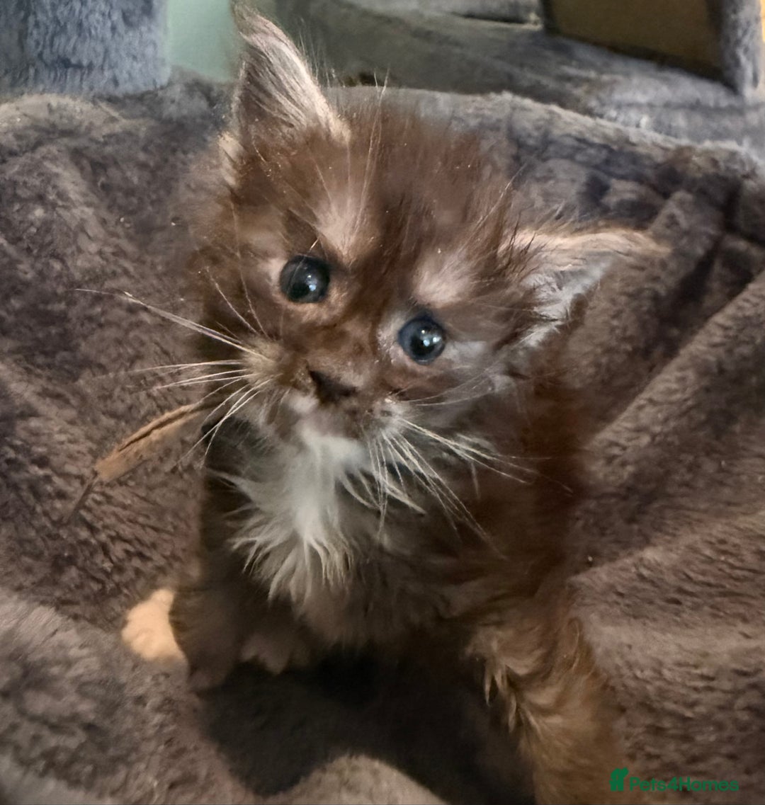 Maine Coon cats for sale: TICA registered russian poly and non poly kittens - Image 4