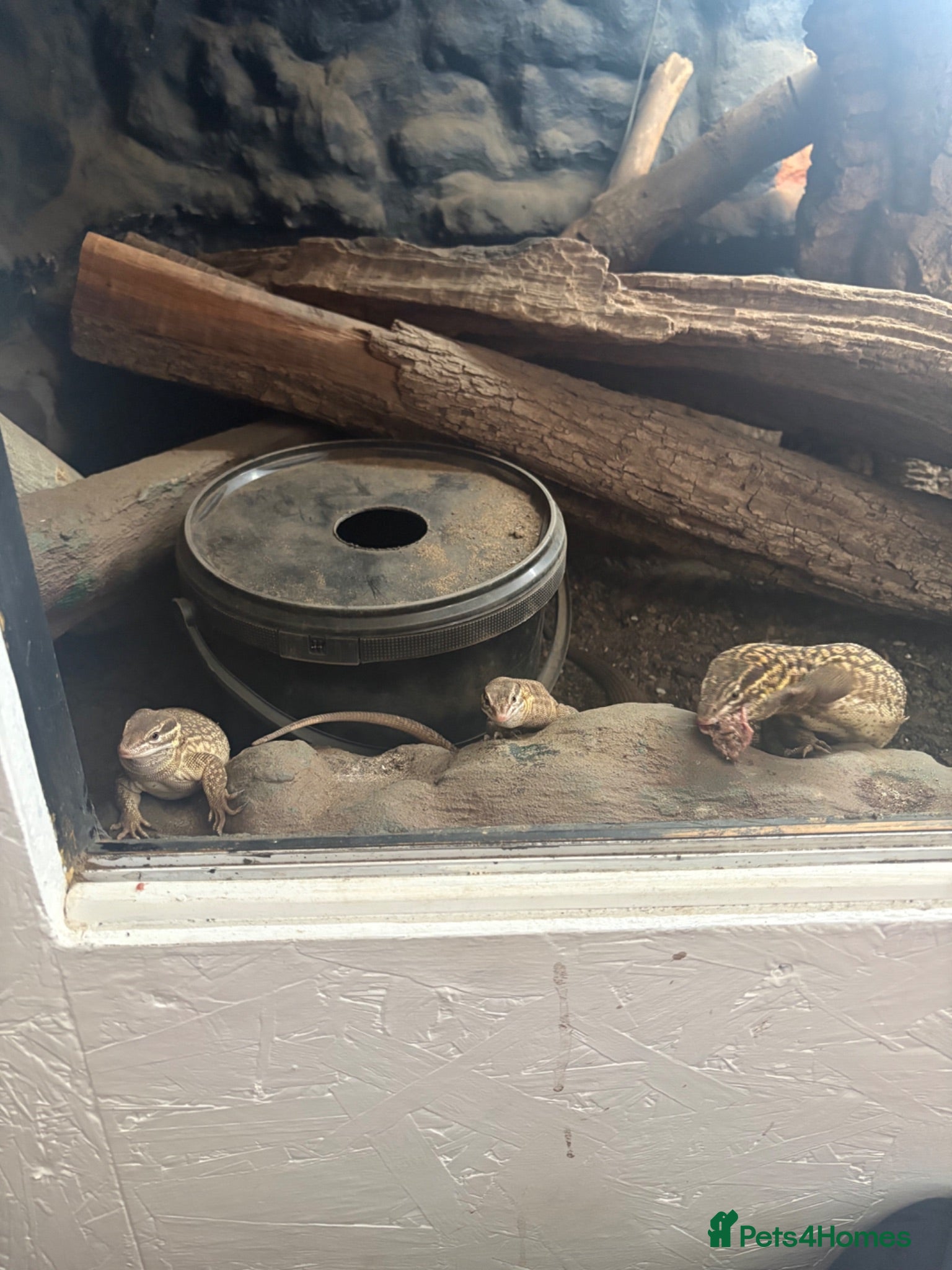 Monitor reptiles Adult proven breeder trio of ackie monitors  - Advert 1