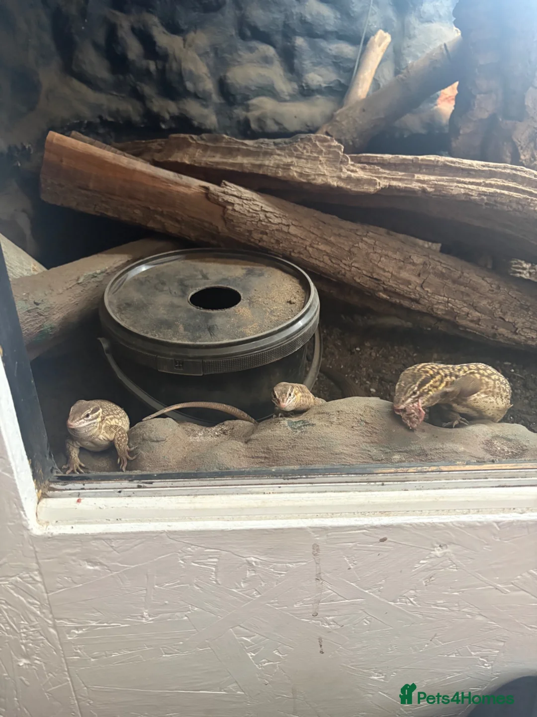 Monitor reptiles for sale: Adult proven breeder trio of ackie monitors  in Crook - Advert 1