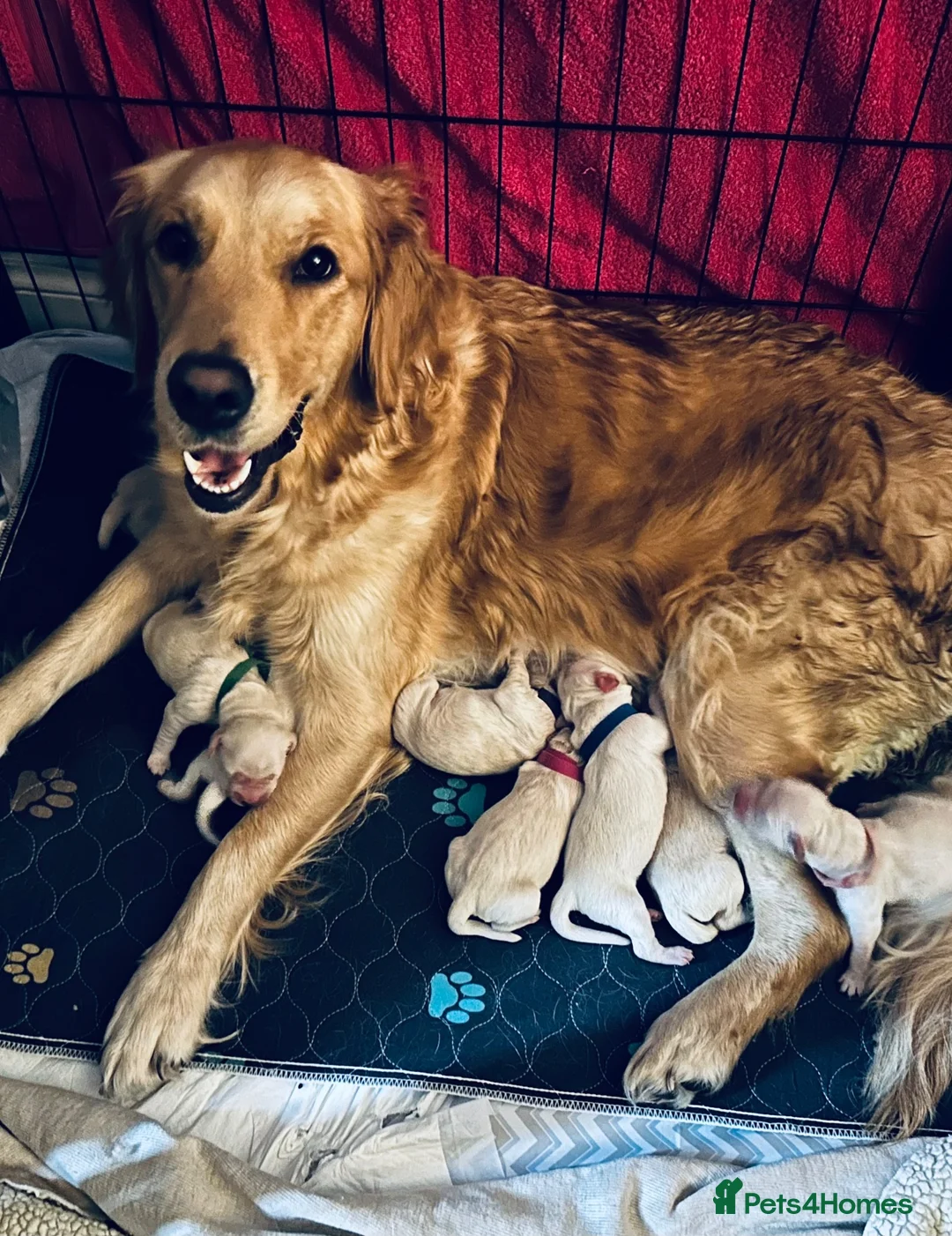 Golden Retriever dogs for sale: ✨ 10 Beautiful Golden Retriever Puppies - Advert 2