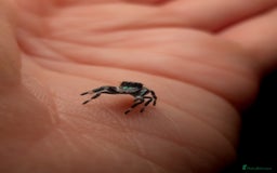 Spiders invertebrates for sale: i6 Phidippus Regius Bahamas male (randomly picked) - Image 2