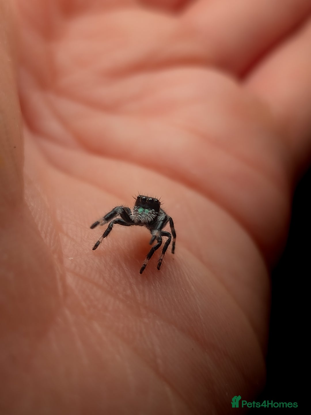 Spiders invertebrates for sale: i6 Phidippus Regius Bahamas male (randomly picked) - Image 2