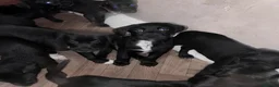 Mixed Breed dogs for sale: Rottweiler X Dalmatian spaniel  in Tonbridge - Advert 7