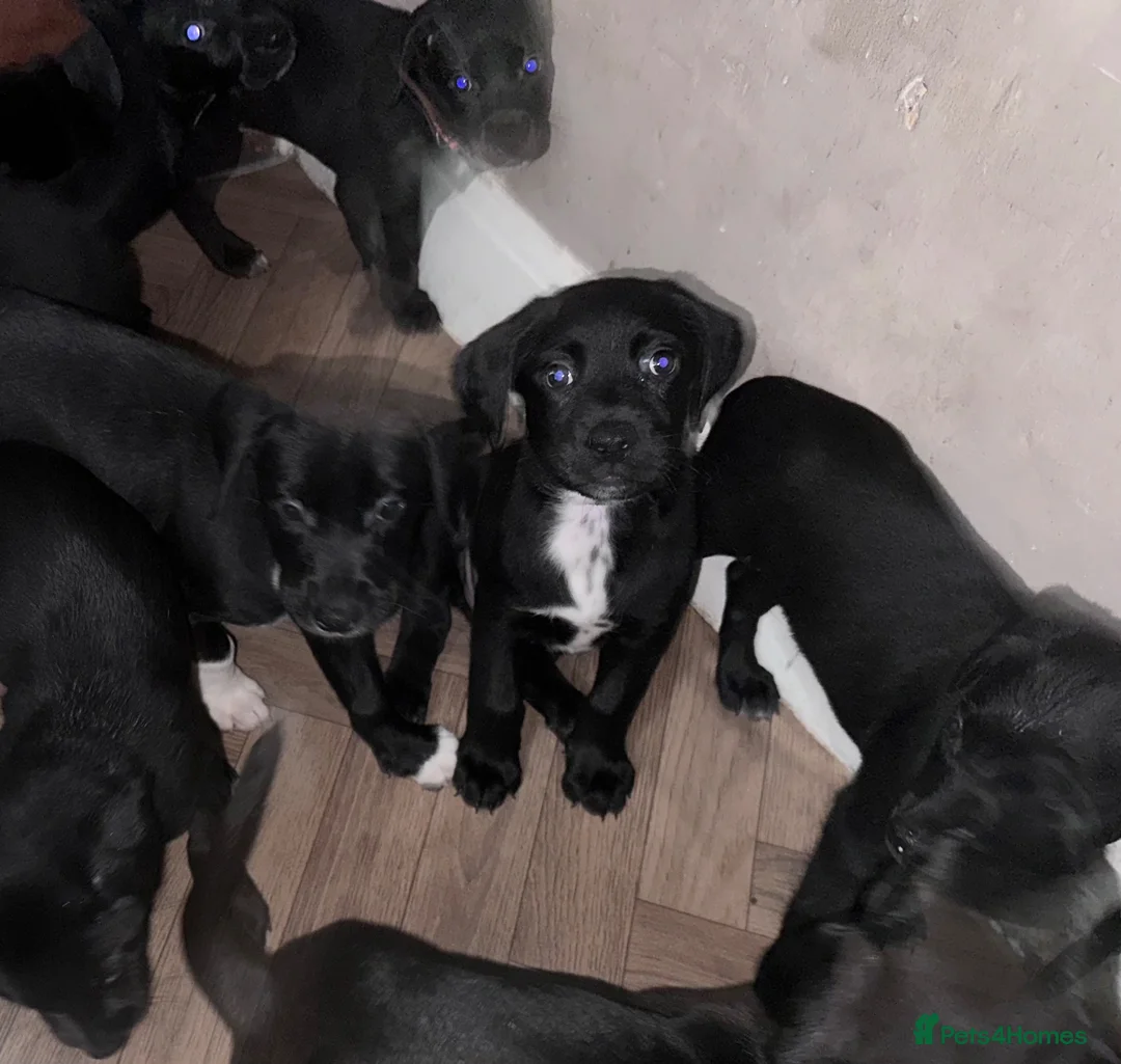 Mixed Breed dogs for sale: Rottweiler X Dalmatian spaniel  in Tonbridge - Advert 7