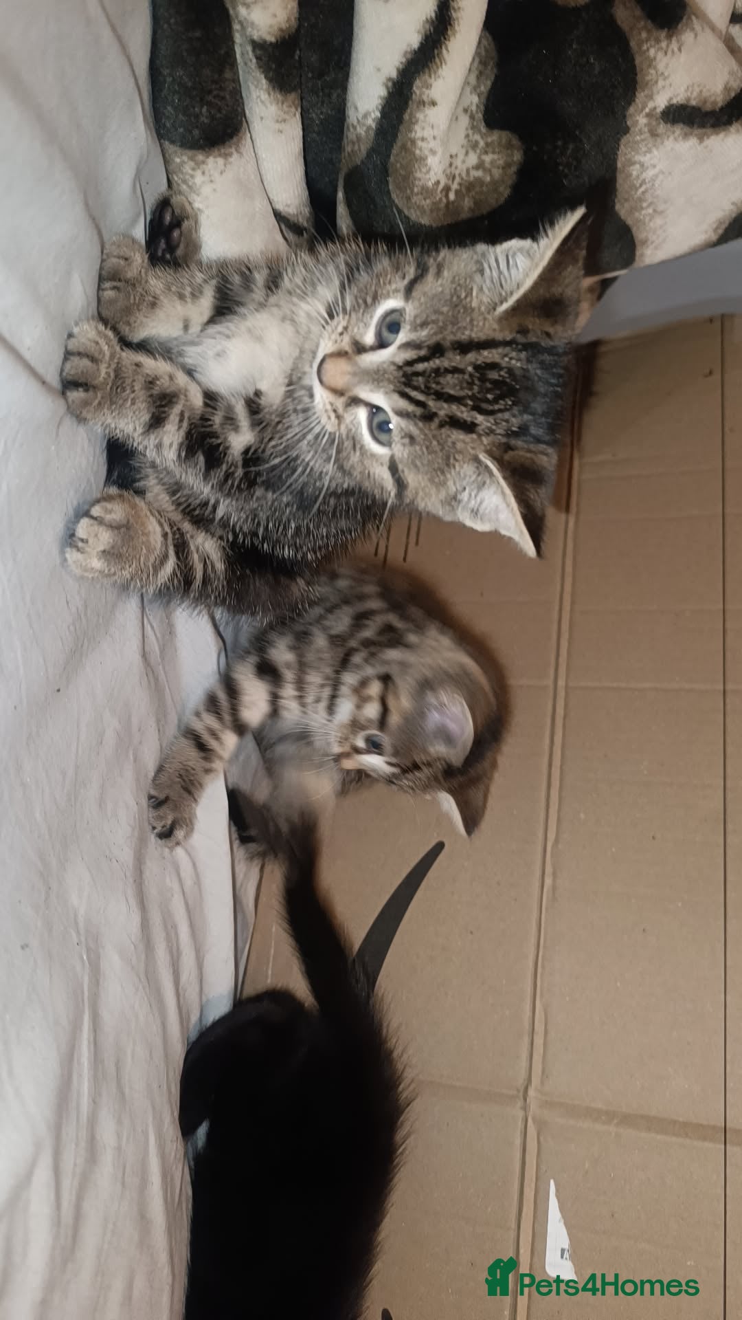 Bengal cats for sale: Kittens 7 weeks for sale  - Image 6