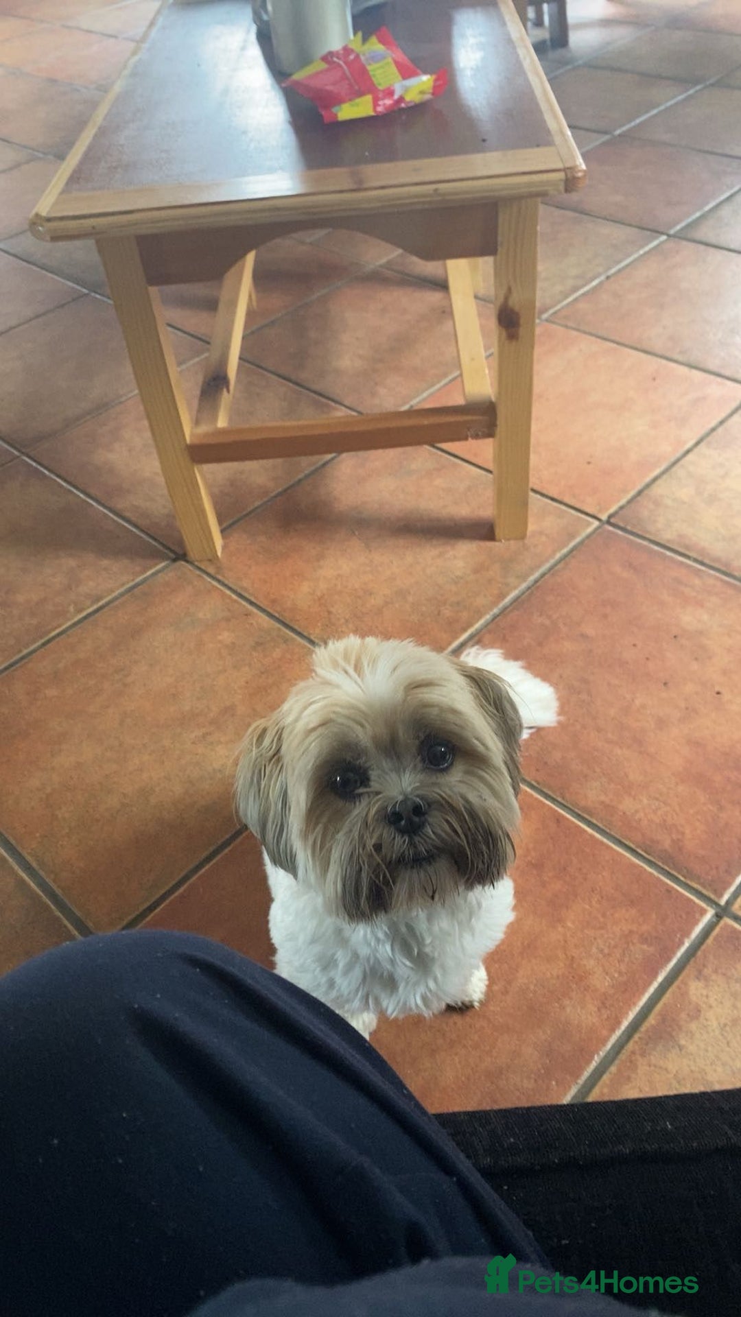 Lhasa Apso dogs for sale: Pure bred Lhasa apso pups  - Image 13