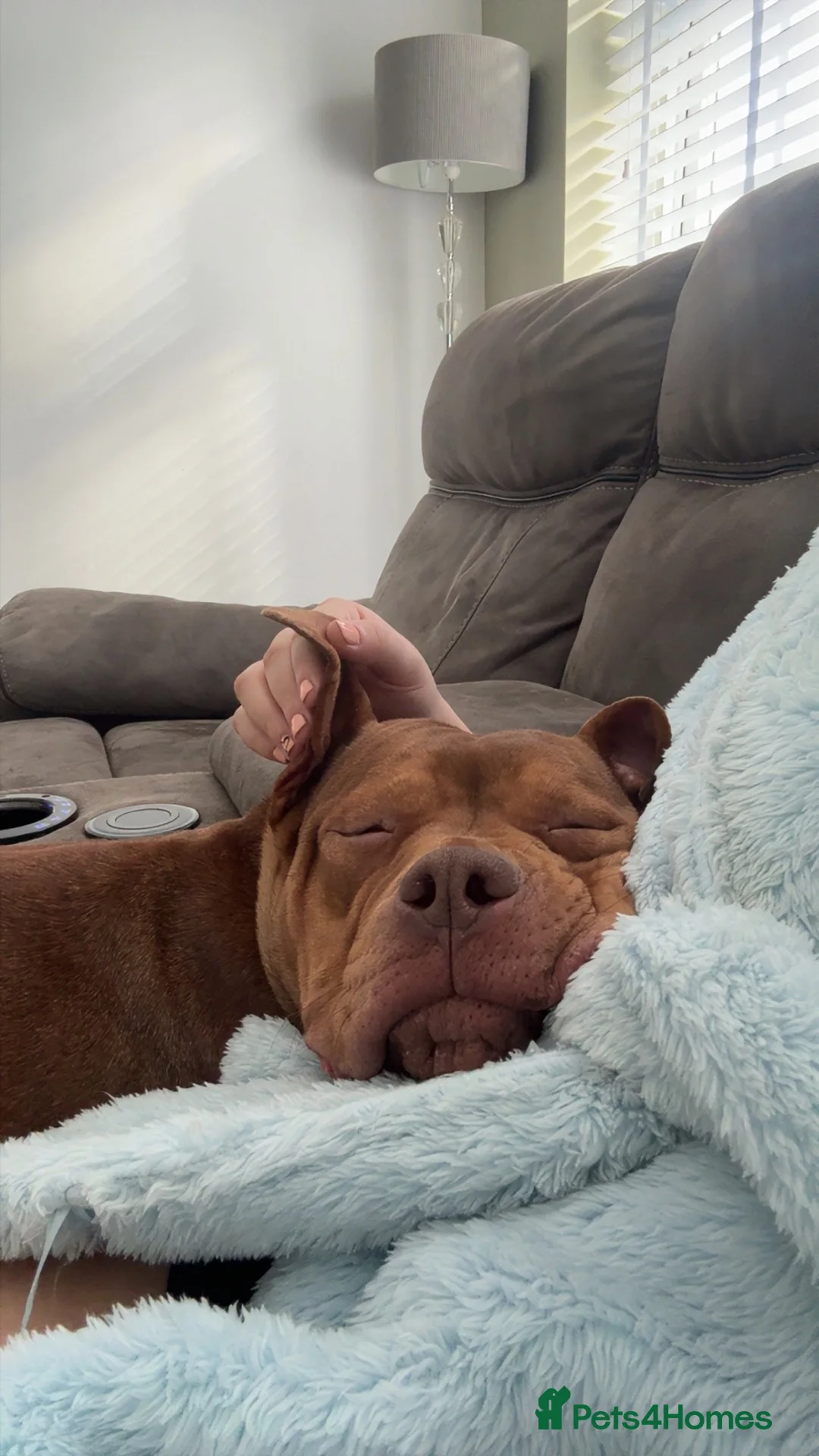 American Bully dogs for sale: 10 month old pocket bully  in Hyde - Advert 2