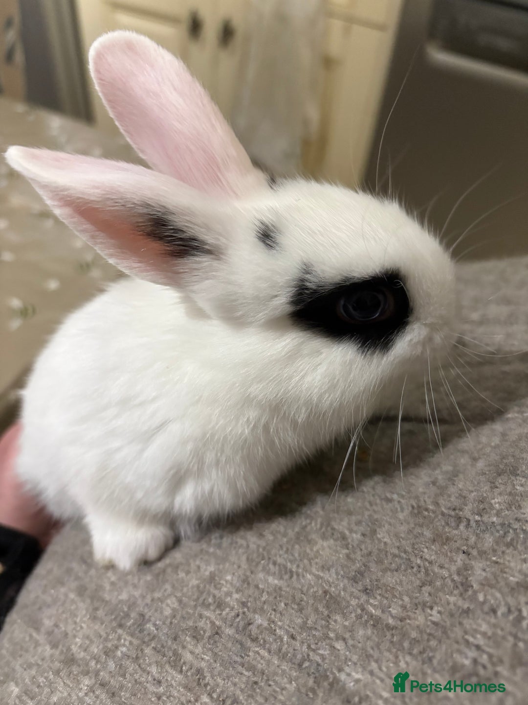 Netherland Dwarf rabbits for sale: cute Netherland dwarf cross babies - Advert 4