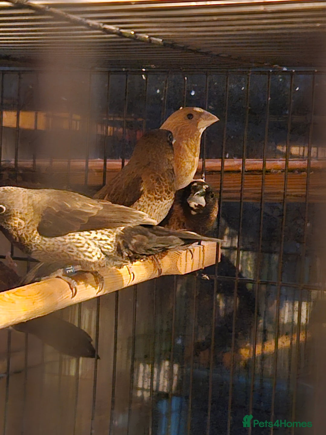 Finches birds for sale: Goldfinches, Bengalese finches & Zebra Finches - Advert 21