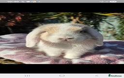 Mini Lop rabbits for sale: Blue harl split mini lop doe - Image 2
