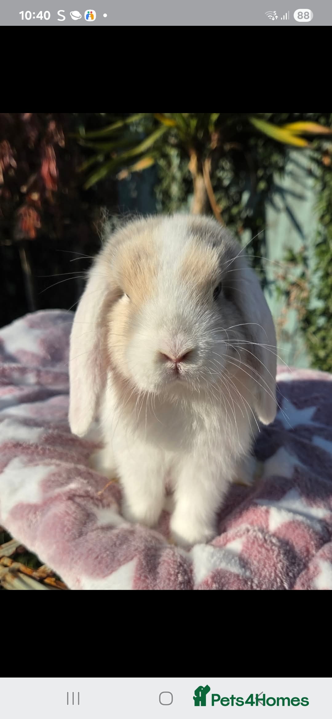 Mini Lop rabbits for sale: Blue harl split mini lop doe - Image 2