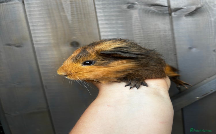 Guinea Pig rodents - Advert 3