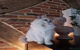 Ragdoll cats for sale: Beautiful Lilac Mitted Ragdoll Queen - Image 4