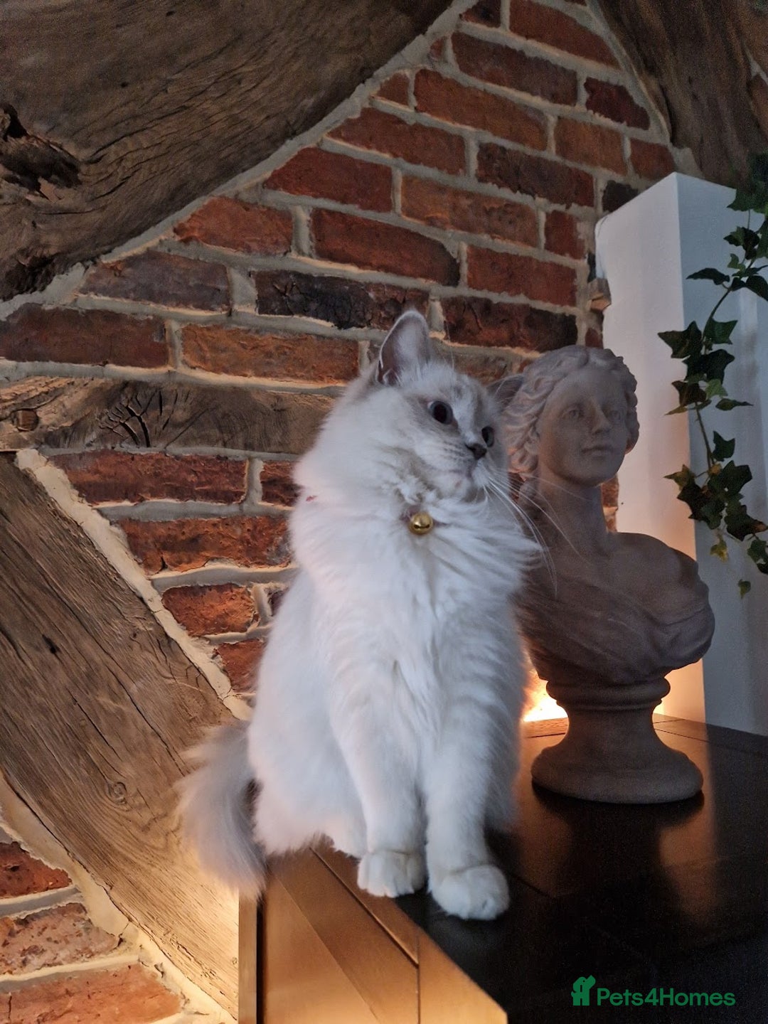 Ragdoll cats for sale: Beautiful Lilac Mitted Ragdoll Queen - Image 4